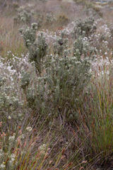 Leucadendron cinereum