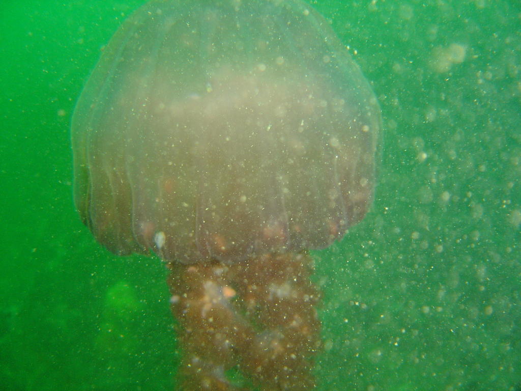 sea nettle