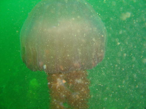 sea nettle