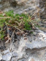 Asperula supina caespitans