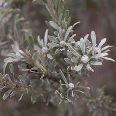 Leucadendron cinereum
