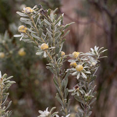 Leucadendron cinereum