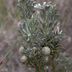 Leucadendron cinereum