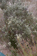 Leucadendron cinereum