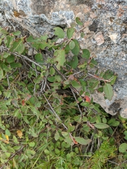 Cotoneaster tauricus
