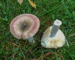 Russula versicolor