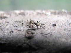 Phaeocalicium curtisii