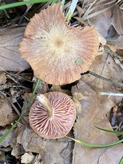 Laccaria laccata pallidifolia