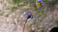 Felicia muricata muricata