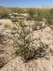 Dicranocarpus parviflorus