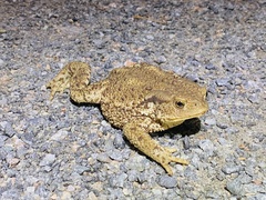 Bufo bufo