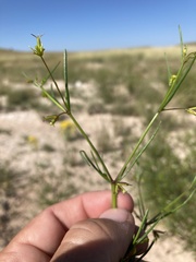 Dicranocarpus parviflorus