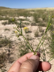 Dicranocarpus parviflorus