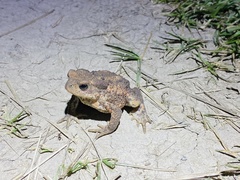 Bufo bufo