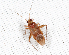Phytocoris exemplus