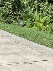 Egretta tricolor image