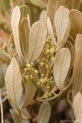 Searsia magalismontana magalismontana