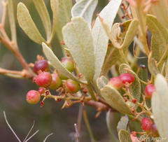 Searsia magalismontana magalismontana