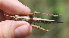 Schistocerca serialis cubense