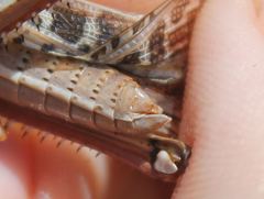 Schistocerca serialis cubense