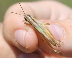 Dichromorpha elegans