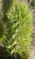 Aspalathus alopecurus