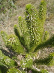 Aspalathus alopecurus