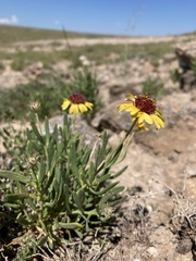 Gaillardia multiceps