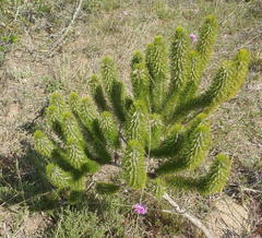 Aspalathus alopecurus