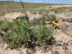 Gaillardia multiceps