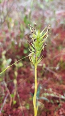 Platanthera blephariglottis