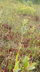 Platanthera blephariglottis
