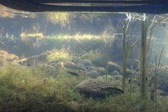 Catostomus macrocheilus