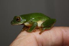 Hyperolius tuberilinguis