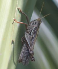 Schistocerca serialis cubense