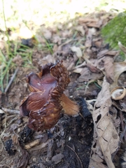 Tricholoma fracticum