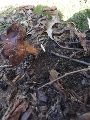 Tricholoma fracticum