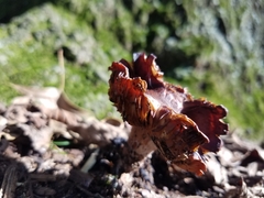 Tricholoma fracticum