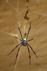 Trichonephila inaurata