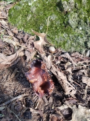Tricholoma fracticum