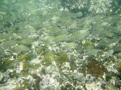 Haemulon scudderii