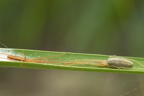 Tetragnatha striata