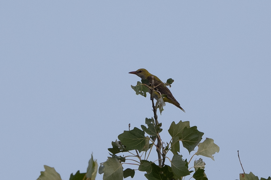 Eurasian Golden Oriole