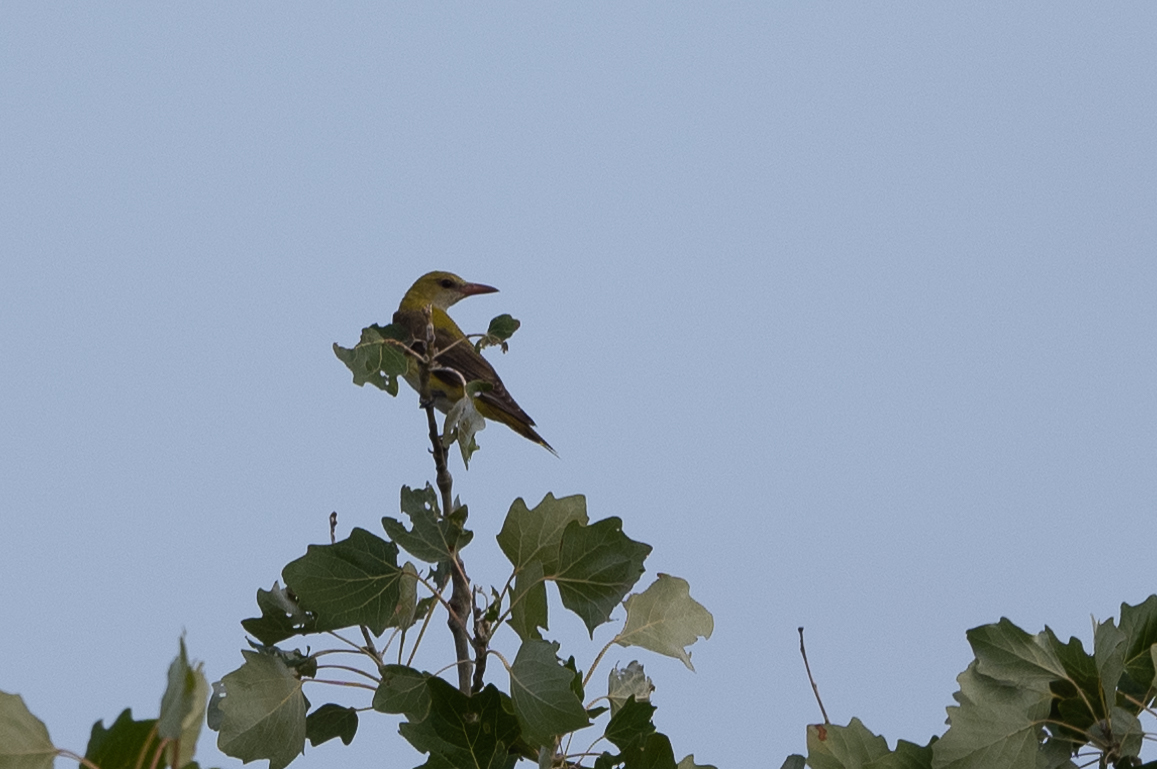 Eurasian Golden Oriole