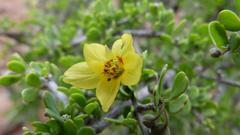 Roepera lichtensteiniana