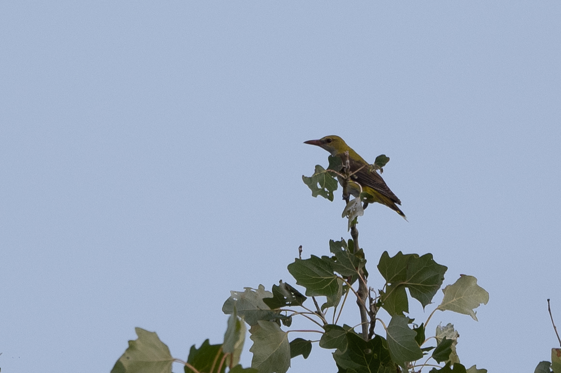 Eurasian Golden Oriole