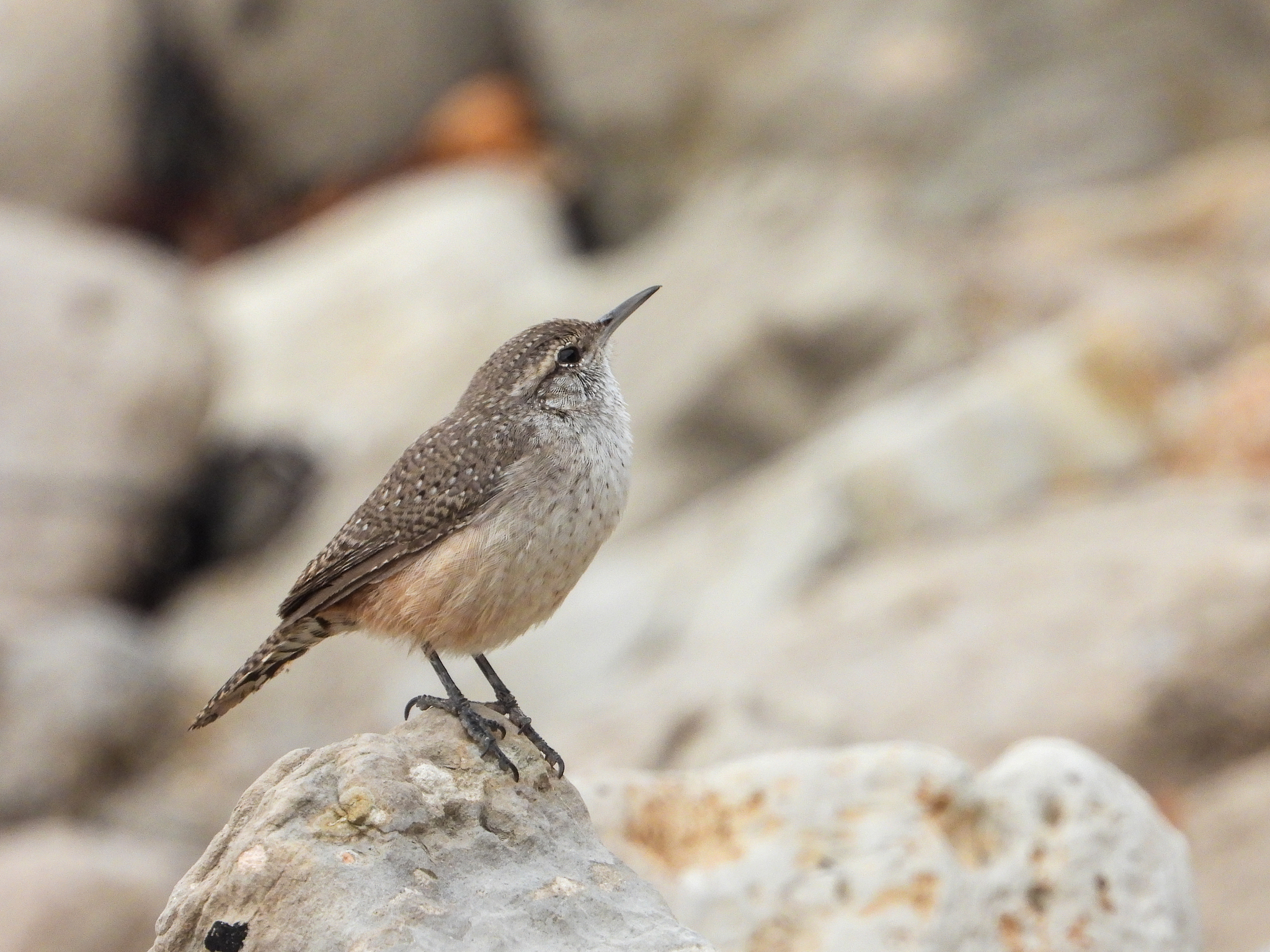 Rock Wren (Salpinctes obsoletus)
