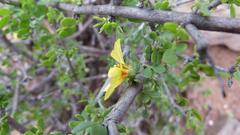 Roepera lichtensteiniana