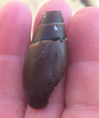 Atrimitra idae