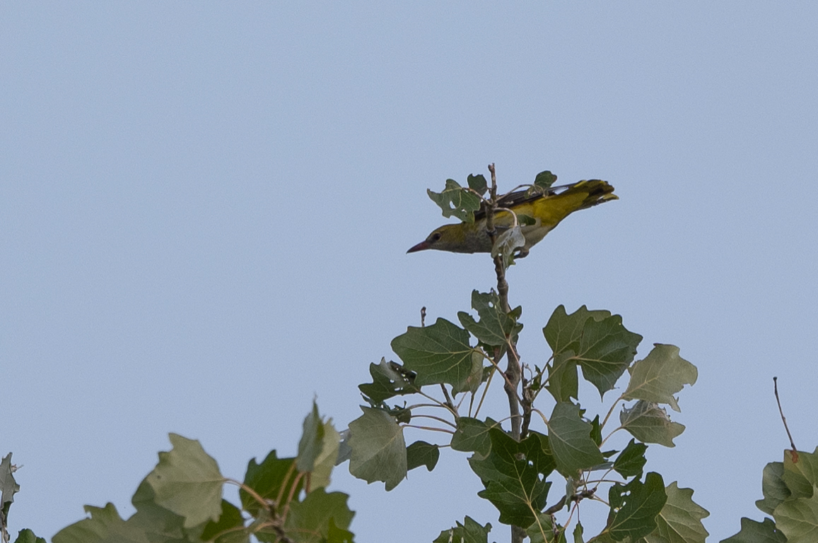 Eurasian Golden Oriole